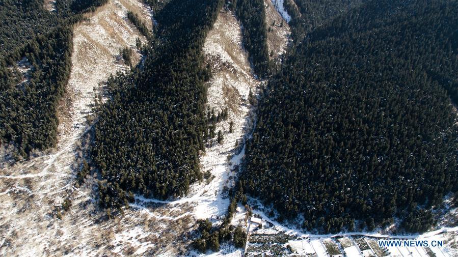Aerial photo taken on Nov. 24, 2018 shows winter scenery in Xiaqunsi Forest Park of Ping\'an County, northwest China\'s Qinghai Province. (Xinhua/Wu Gang)