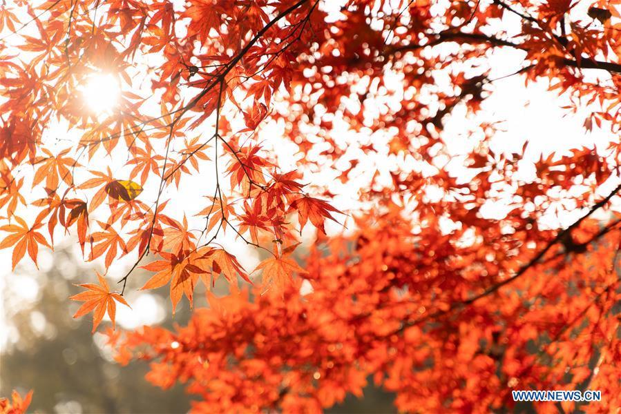 Photo taken on Nov. 25, 2018 shows the leaves colored in red of Yuelu Mountain in Changsha, central China\'s Hunan Province. (Xinhua/Zhang Xiaoyu)