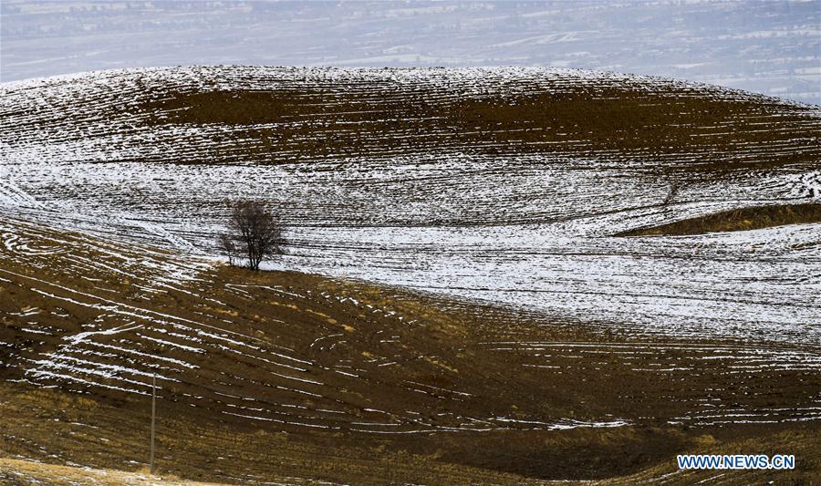 Photo taken on Nov. 22, 2018 shows snow-covered wheat field in Qitai County, northwest China\'s Xinjiang Uygur Autonomous Region. (Xinhua/Zhao Ge)