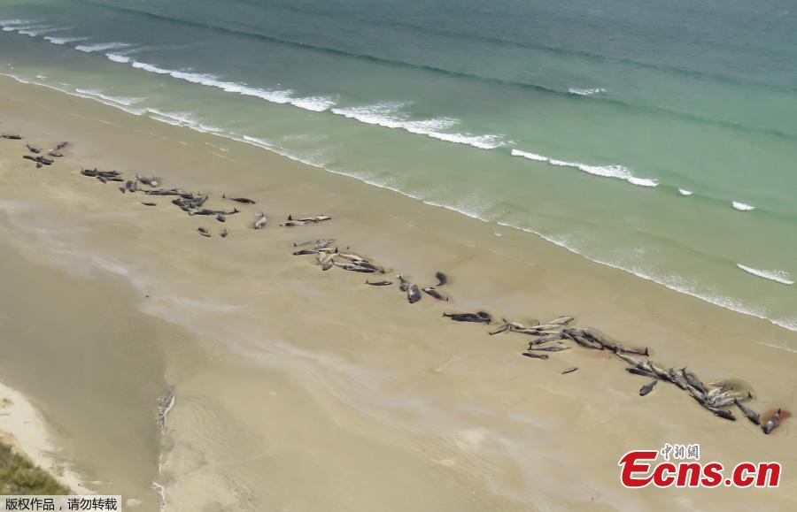 This photo taken and released on November 26, 2018 from the New Zealand Department of Conservation shows dead pilot whales on a remote beach on Stewart Island in the far south of New Zealand. Up to 145 pilot whales have died in a mass stranding on a remote part of a small New Zealand island, authorities said on November 26. (Photo/Agencies)