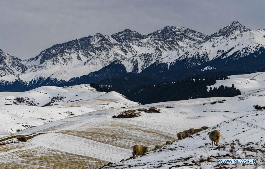Sheep graze on the snow-covered wheat field in Qitai County, northwest China\'s Xinjiang Uygur Autonomous Region, Nov. 22, 2018. (Xinhua/Zhao Ge)