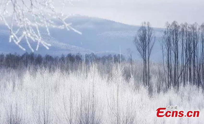 The photo taken in November, 2018 shows the rime scenery in Huzhong, northeast China\'s Heilongjiang province. If you thought it was cold where you are at this moment, then a visit to Huzhong, northeast China\'s Heilongjiang province, might change your mind. A cold front plunged the temperature well below the freezing point to -38 C recent days, the lowest this winter. (Photo: China News Service/ Tian Yunxiang)