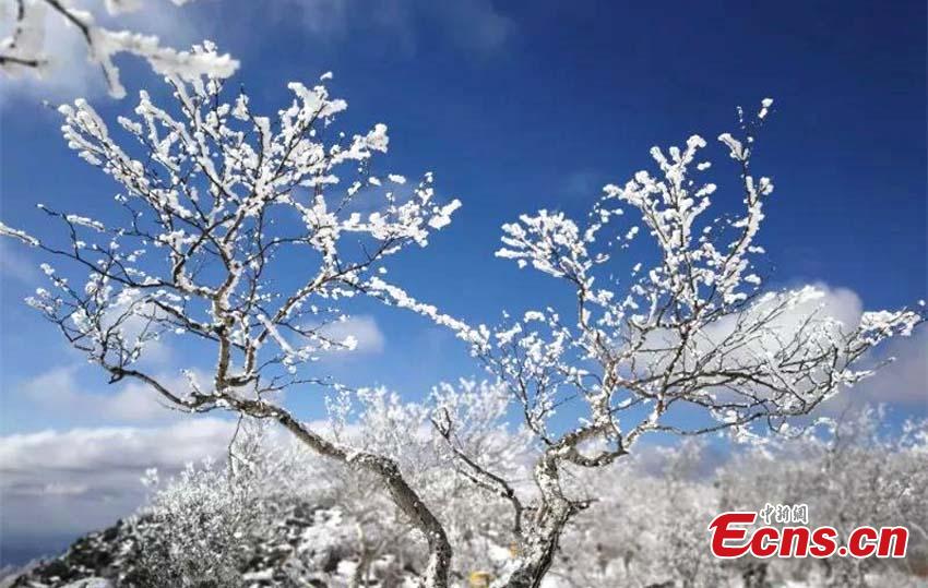 The photo taken in November, 2018 shows the rime scenery in Huzhong, northeast China\'s Heilongjiang province. If you thought it was cold where you are at this moment, then a visit to Huzhong, northeast China\'s Heilongjiang province, might change your mind. A cold front plunged the temperature well below the freezing point to -38 C recent days, the lowest this winter. (Photo: China News Service/ Tian Yunxiang)