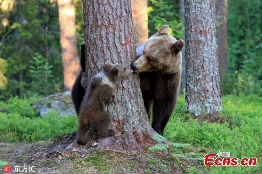 Stunning images capture the moment a mother bear was caught kissing her cub following an afternoon of games. Valtteri Mulkahainen, 59, from Finland was mesmerised when he was fortunate enough to witness the incredible moment a mother bear acted as though she was human when interacting with her babies in the town of Martinselkonen - near the border with Russia. (Photo/IC)
