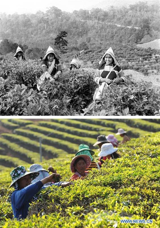 This combination photo shows Jino farmers picking tea leaves in 1984 (above, file photo); and Jino farmers working on a tea plantation in Jino Ethnic Township on Jino Mountain, Feb. 22, 2011 (below, photo by Lin Yiguang). With a population of slightly over 20,000, the Jino people had only been officially acknowledged in 1979 as an independent ethnic group of China. Until 1949, most of them had lived for generations in primitive mountain tribes in southwest China\'s Yunnan Province. Over the four decades since it embraced the reform and opening-up policy, China has spared no effort to support ethnic groups with smaller populations. Life on Jino Mountain, where most Jino communities are located, saw positive changes in parallel with improvements in local politics, economy, technology, education, culture, health care, ecology, ethnic development and other social undertakings. Just like its 55 ethnic brethren, the Jino people also benefit from China\'s reform and opening-up in seeking a prosperous life. In Jino Ethnic Township on the Jino Mountain, residents now have direct access to road, water, electricity, TV and radio, as well as the mobile network. Ninety percent of the residents have moved into new houses. Most residents own motorcycles and tractors, and some of them have purchased cars. More people have increased their income by selling local specialty products via the internet, whereas in the past, doing business was perceived as a shame. Currently, the primary education in Jino Ethnic Township achieved 100 percent coverage for all school-age children. More than 99 percent of residents have joined the rural cooperative medical insurance programme. The Jino ethnic culture undergoes protection and inheritance: the great drum dance of the Jino people has been listed as one of China\'s national intangible cultural heritages. (Xinhua)