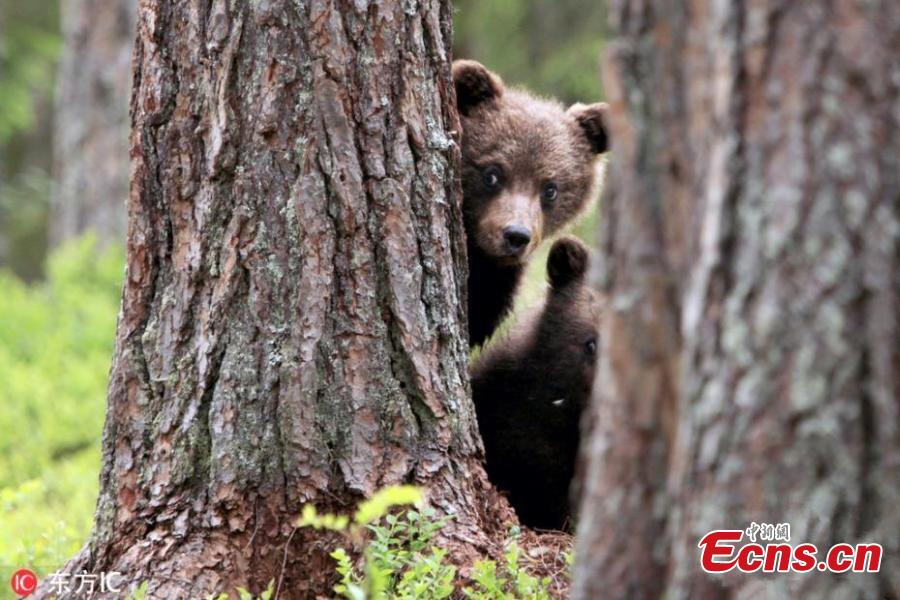 Stunning images capture the moment a mother bear was caught kissing her cub following an afternoon of games. Valtteri Mulkahainen, 59, from Finland was mesmerised when he was fortunate enough to witness the incredible moment a mother bear acted as though she was human when interacting with her babies in the town of Martinselkonen - near the border with Russia. (Photo/IC)