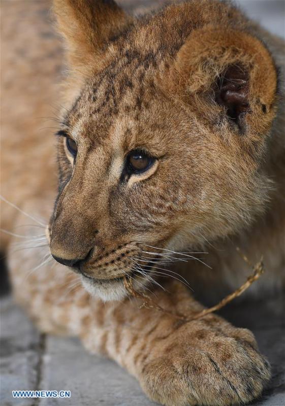 An African lion cub is seen at the Qinghai-Tibet Plateau Wild Zoo in Xining, capital of northwest China\'s Qinghai Province, Nov. 27, 2018. Three six-month-old African lions have survived the extreme environment of the Qinghai-Tibet Plateau, a new record for those breeding the species on the plateau. The three female cubs born on May 9 are now able to hunt for food by themselves. (Xinhua/Zhang Hongxiang)