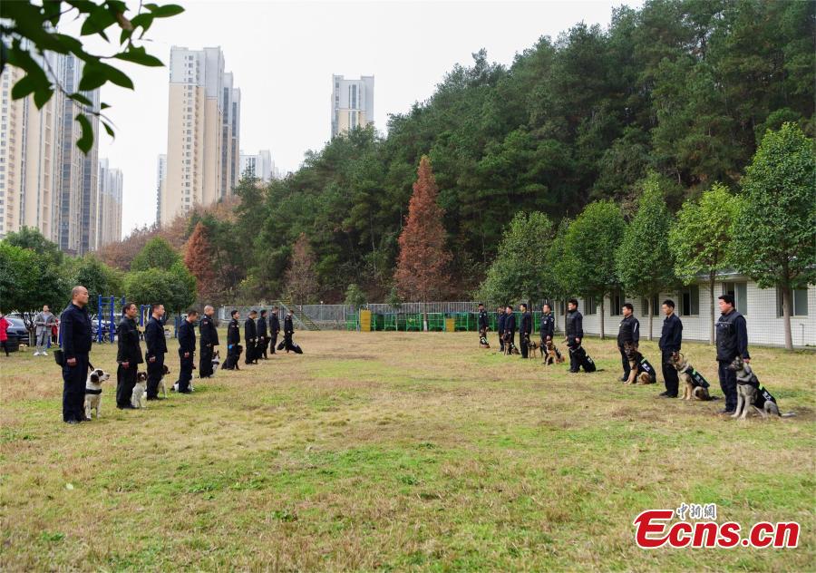 Police dogs are trained at a training base In Shiyan, Central China’s Hubei province on November 27, 2018. The base has several dogs that can assist in diverse tasks including patrolling and searching for explosives or drugs. (Photo: China News Servcie/ Zhao Wei)