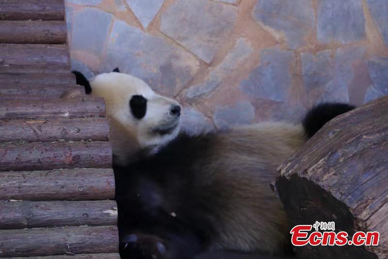 A panda enjoys winter sun bath at the Yunnan Wild Animal Park in the provincial capital of Kunming on November 28, 2018. (Photo provided to China News Service)