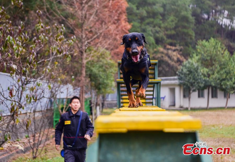 Police dogs are trained at a training base In Shiyan, Central China’s Hubei province on November 27, 2018. The base has several dogs that can assist in diverse tasks including patrolling and searching for explosives or drugs. (Photo: China News Servcie/ Zhao Wei)