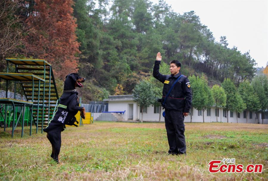 Police dogs are trained at a training base In Shiyan, Central China’s Hubei province on November 27, 2018. The base has several dogs that can assist in diverse tasks including patrolling and searching for explosives or drugs. (Photo: China News Servcie/ Zhao Wei)