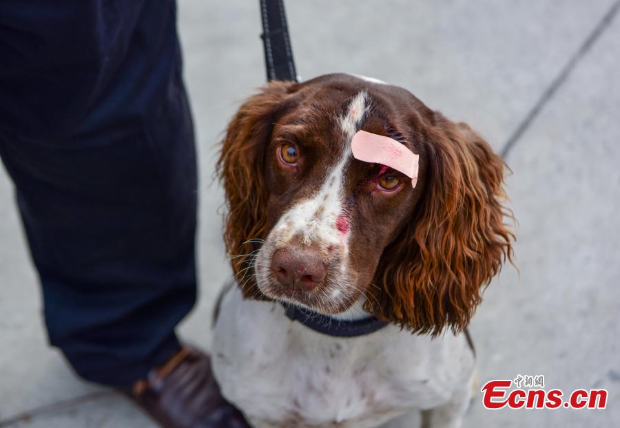 A police dog is trained at a training base In Shiyan, Central China’s Hubei province on November 27, 2018. The base has several dogs that can assist in diverse tasks including patrolling and searching for explosives or drugs. (Photo: China News Servcie/ Zhao Wei)