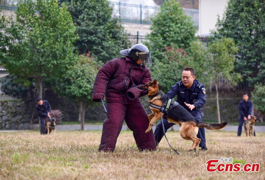 Police dogs are trained at a training base In Shiyan, Central China’s Hubei province on November 27, 2018. The base has several dogs that can assist in diverse tasks including patrolling and searching for explosives or drugs. (Photo: China News Servcie/ Zhao Wei)