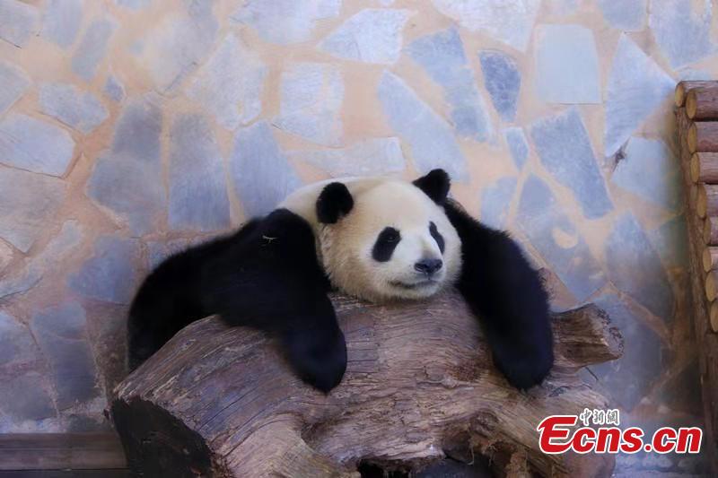 A panda enjoys winter sun bath at the Yunnan Wild Animal Park in the provincial capital of Kunming on November 28, 2018. (Photo provided to China News Service)