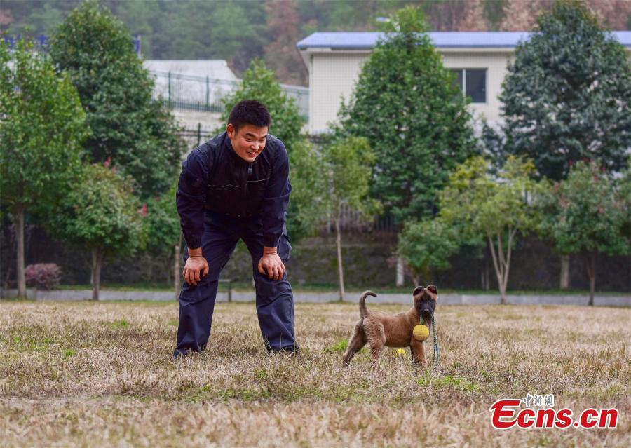 A police dog is trained at a training base In Shiyan, Central China’s Hubei province on November 27, 2018. The base has several dogs that can assist in diverse tasks including patrolling and searching for explosives or drugs. (Photo: China News Servcie/ Zhao Wei)