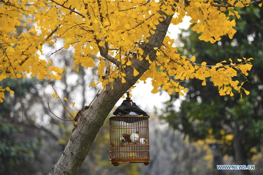 Photo taken on Nov. 27, 2018 shows a ginkgo tree at the Weiwu Square in Bozhou, east China\'s Anhui Province. (Xinhua/Liu Qinli)