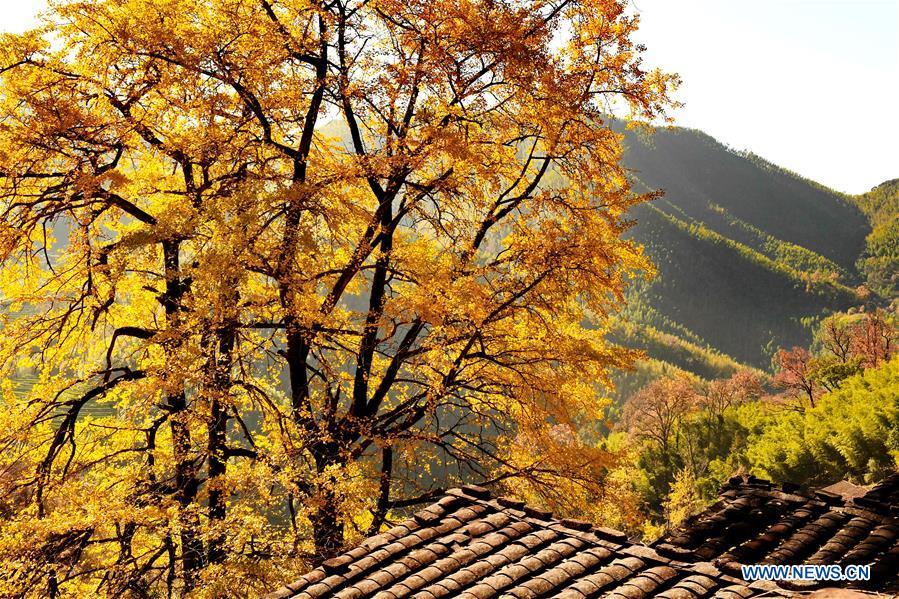 Photo taken on Nov. 29, 2018 shows the yellow ginkgo leaves in Shangmei Township of Wuyishan City, southeast China\'s Fujian Province. (Xinhua/Zhang Guojun)