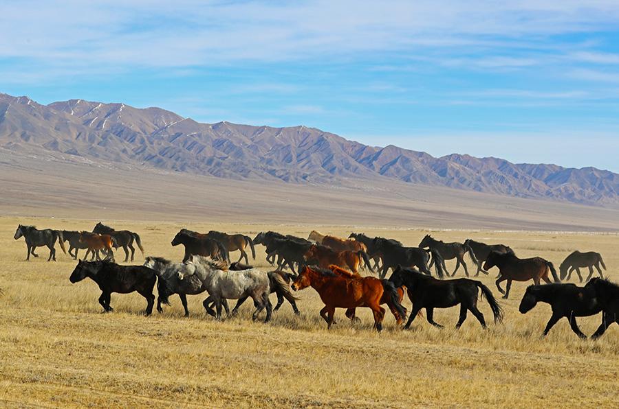 Thousands of horses gallop around the Shandan Military Horse Farm, NW China\'s Gansu Province. (Photo by Cheng Lin for chinadaily.com.cn)

In the early winter, thousands of horses gallop around the Shandan Military Horse Farm, which is located in the middle of Hexi Corridor, Northwest China\'s Gansu Province. The farm ? one of the oldest and largest horse farms in the world - covers a total area of about 2,200 square kilometers and can be traced back to the Western Han Dynasty (206 BC-AD 24).