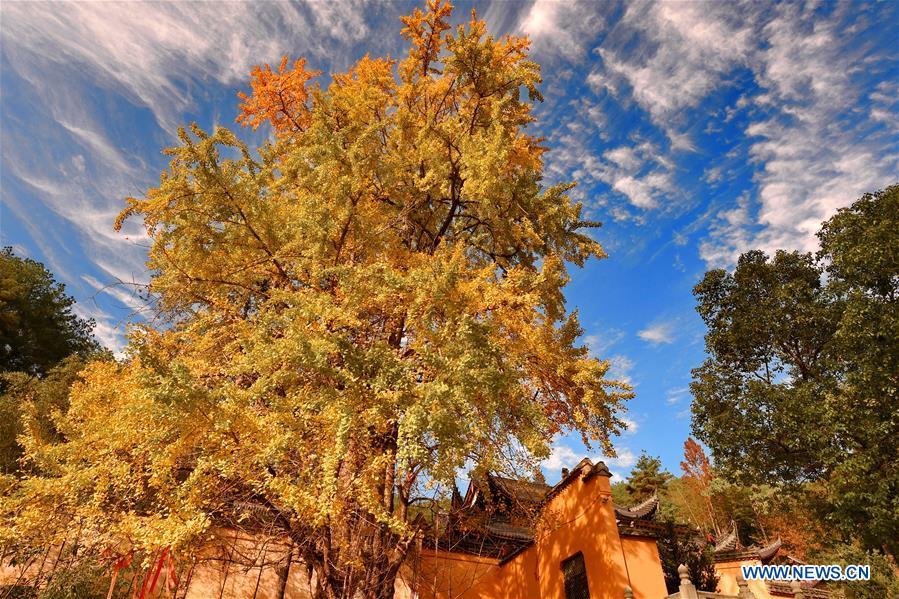 Photo taken on Nov. 28, 2018 shows the yellow ginkgo leaves in Wutun Township of Wuyishan City, southeast China\'s Fujian Province. (Xinhua/Zhang Guojun)