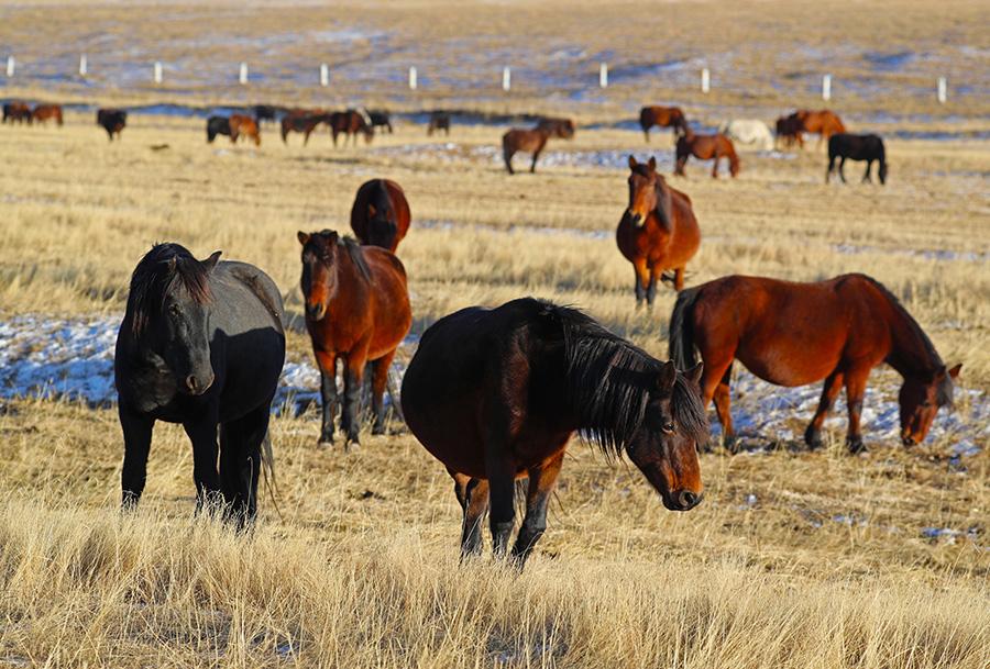 Horses graze on the prairie at the Shandan Military Horse Farm, NW China\'s Gansu Province, during the winter. (Photo by Cheng Lin for chinadaily.com.cn)
