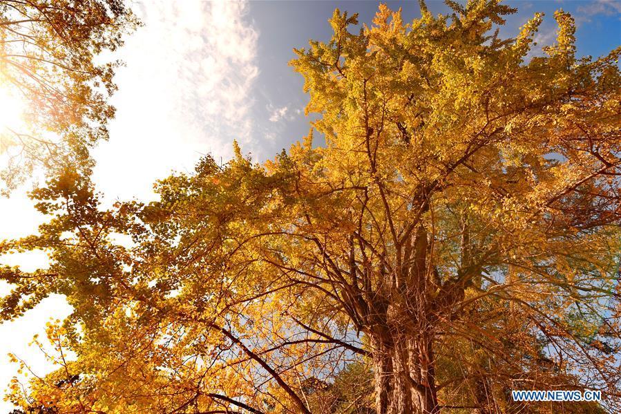 Photo taken on Nov. 28, 2018 shows the yellow ginkgo leaves in Wutun Township of Wuyishan City, southeast China\'s Fujian Province. (Xinhua/Zhang Guojun)