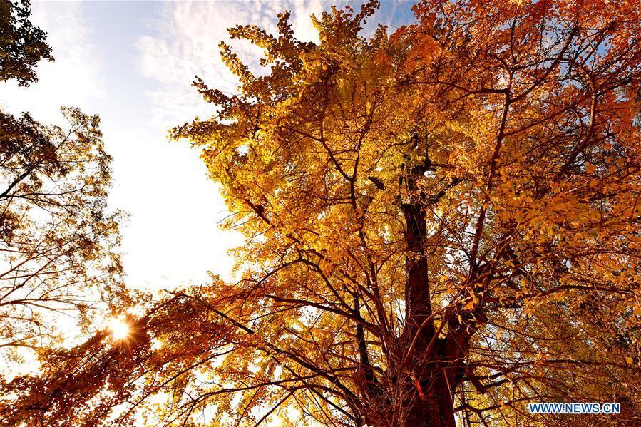 Photo taken on Nov. 28, 2018 shows the yellow ginkgo leaves in Wutun Township of Wuyishan City, southeast China\'s Fujian Province. (Xinhua/Zhang Guojun)