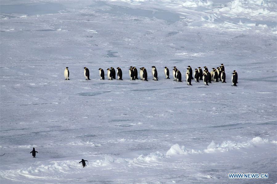 Photo taken on Nov. 30, 2018 shows penguins at the Prydz Bay in Antarctica. Xuelong, carrying a research team on the country\'s 35th Antarctic expedition, set sail from Shanghai on Nov. 2 and passed Prydz Bay, the last sea area before arriving at China\'s Zhongshan Station in Antarctica. (Xinhua/Liu Shiping)