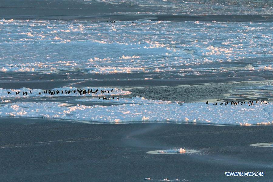 Photo taken on Nov. 30, 2018 shows penguins at the Prydz Bay in Antarctica. Xuelong, carrying a research team on the country\'s 35th Antarctic expedition, set sail from Shanghai on Nov. 2 and passed Prydz Bay, the last sea area before arriving at China\'s Zhongshan Station in Antarctica. (Xinhua/Liu Shiping)