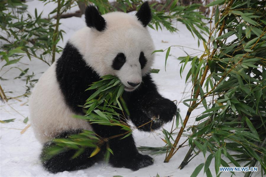 Giant panda Fu Feng has bamboos in the snow-covered Panda garden at Zoo Vienna in Vienna, Austria, on Dec. 1, 2018. Austrian President Alexander Van der Bellen visited the panda twins, Fu Feng and Fu Ban, at Zoo Vienna on Saturday to say goodbye as the pandas will return to Sichuan province, the hometown of giant pandas in China on Sunday. (Xinhua/Liu Xiang)
