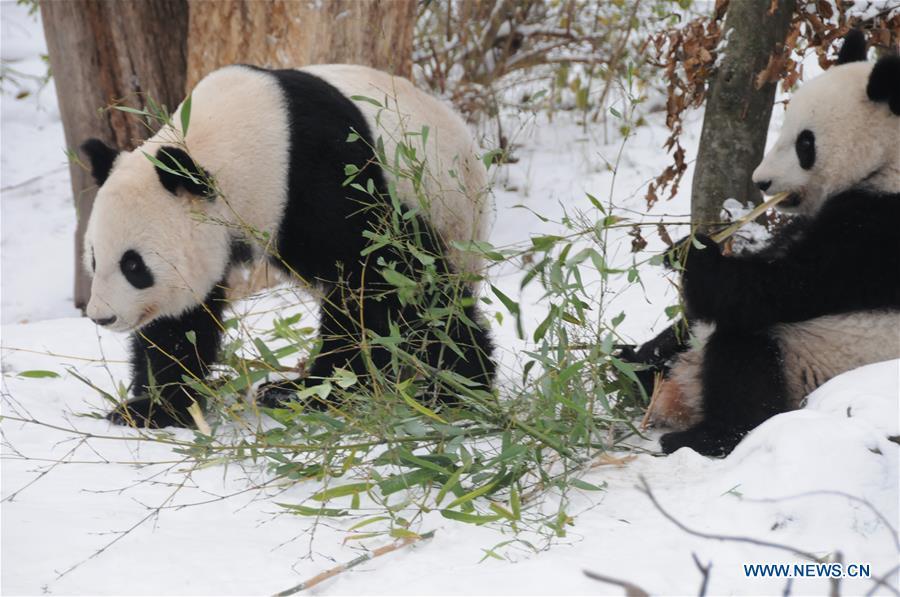 Giant panda Fu Feng and its mother Yang Yang have bamboos in the snow-covered Panda garden at Zoo Vienna in Vienna, Austria, on Dec. 1, 2018. Austrian President Alexander Van der Bellen visited the panda twins, Fu Feng and Fu Ban, at Zoo Vienna on Saturday to say goodbye as the pandas will return to Sichuan province, the hometown of giant pandas in China on Sunday. (Xinhua/Liu Xiang)