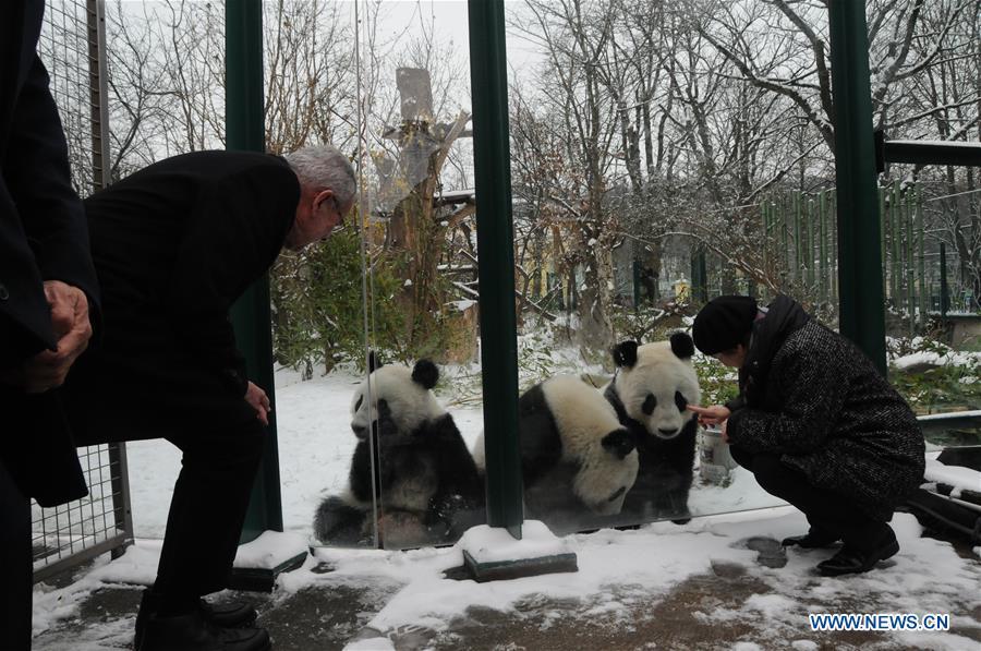 Austrian President Alexander Van der Bellen (L) looks at Giant panda Fu Feng, Fu Ban and their mother Yang Yang in the snow-covered Panda garden at Zoo Vienna in Vienna, Austria, on Dec. 1, 2018. Austrian President Alexander Van der Bellen visited the panda twins, Fu Feng and Fu Ban, at Zoo Vienna on Saturday to say goodbye as the pandas will return to Sichuan province, the hometown of giant pandas in China on Sunday. (Xinhua/Liu Xiang)