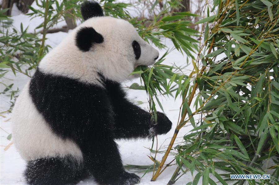 Giant panda Fu Feng has bamboos in the snow-covered Panda garden at Zoo Vienna in Vienna, Austria, on Dec. 1, 2018. Austrian President Alexander Van der Bellen visited the panda twins, Fu Feng and Fu Ban, at Zoo Vienna on Saturday to say goodbye as the pandas will return to Sichuan province, the hometown of giant pandas in China on Sunday. (Xinhua/Liu Xiang)