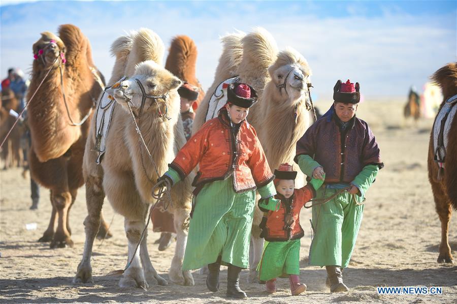 A family pull camels to take part in a beauty contest during an international camel cultural festival held in Wulatehou Banner, Bayan Nur of north China\'s Inner Mongolia Autonomous Region, Dec. 1, 2018. The three-day festival opened here on Saturday. (Xinhua/Yu Dongsheng)