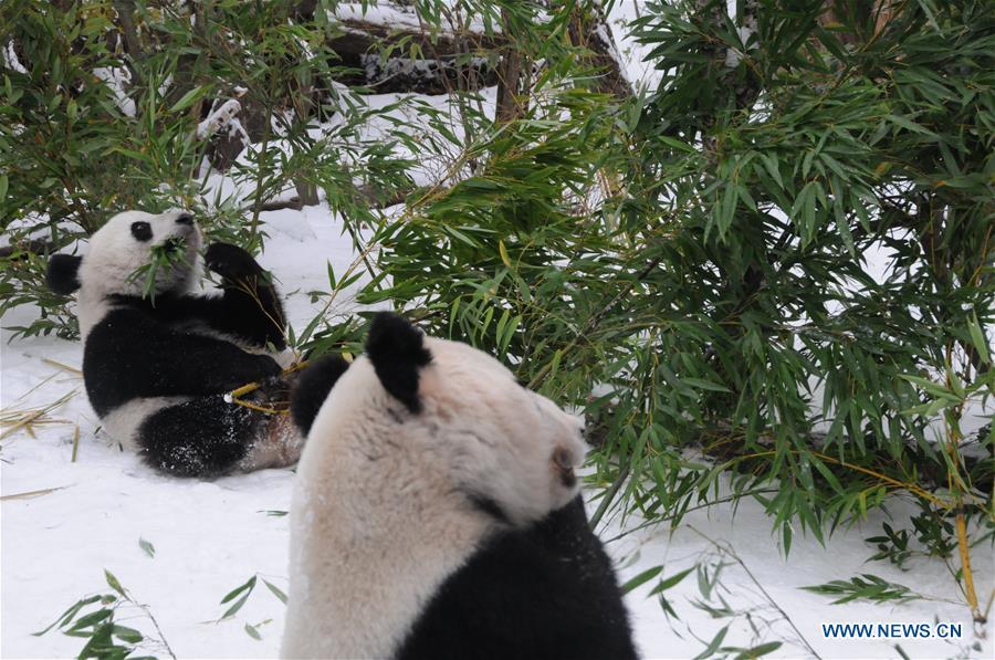 Giant panda Fu Feng and its mother Yang Yang have bamboos in the snow-covered Panda garden at Zoo Vienna in Vienna, Austria, on Dec. 1, 2018. Austrian President Alexander Van der Bellen visited the panda twins, Fu Feng and Fu Ban, at Zoo Vienna on Saturday to say goodbye as the pandas will return to Sichuan province, the hometown of giant pandas in China on Sunday. (Xinhua/Liu Xiang)
