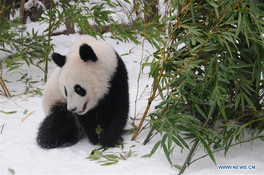 Giant panda Fu Feng has bamboos in the snow-covered Panda garden at Zoo Vienna in Vienna, Austria, on Dec. 1, 2018. Austrian President Alexander Van der Bellen visited the panda twins, Fu Feng and Fu Ban, at Zoo Vienna on Saturday to say goodbye as the pandas will return to Sichuan province, the hometown of giant pandas in China on Sunday. (Xinhua/Liu Xiang)