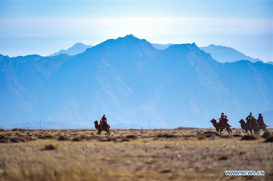 Participants take part in a race during an international camel cultural festival held in Wulatehou Banner, Bayan Nur of north China\'s Inner Mongolia Autonomous Region, Dec. 1, 2018. The three-day festival opened here on Saturday. (Xinhua/Yu Dongsheng)