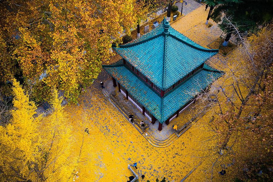 Golden ginkgo leaves cover the grounds at the Xuanwuhu scenic area in Nanjing city, Jiangsu Province, Dec. 1, 2018.(Photo/Asianewsphoto)