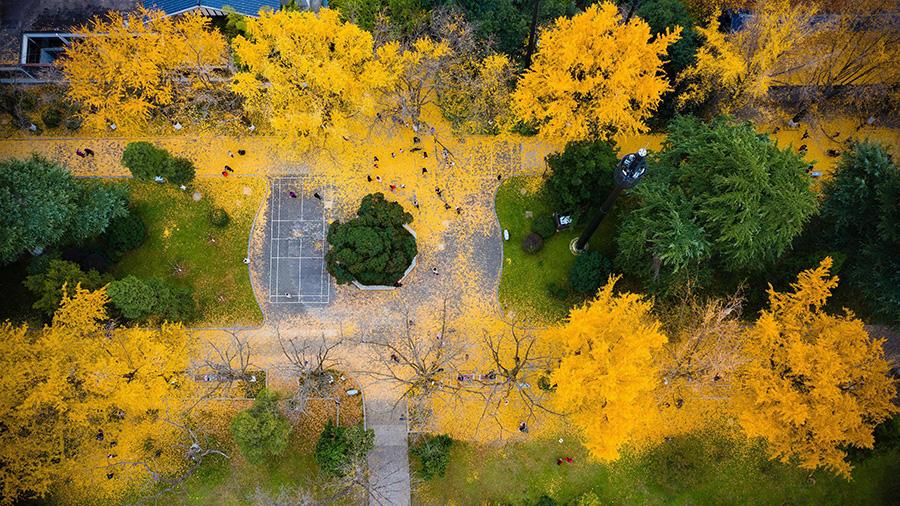 Golden ginkgo leaves cover the grounds at the Xuanwuhu scenic area in Nanjing city, Jiangsu Province, Dec. 1, 2018.(Photo/Asianewsphoto)