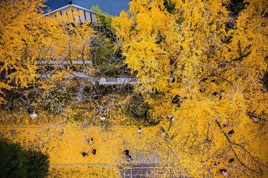 Golden ginkgo leaves cover the grounds at the Xuanwuhu scenic area in Nanjing city, Jiangsu Province, Dec. 1, 2018.(Photo/Asianewsphoto)