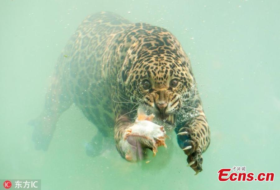 A jaguar dives underwater to catch its dinner. With teeth bared, claws drawn and eyes focused the stunning predator dives for fish that had been thrown into the water at the Zoo de Bordeaux Pessac in France. (Photo/IC)