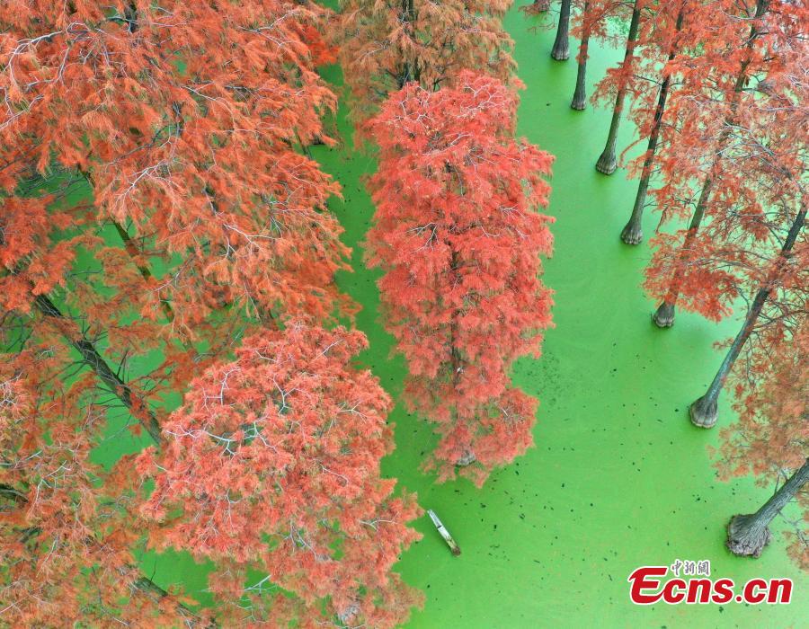 The photo taken on December 1, 2018 shows tens of thousands of Chinese sequoias, growing in one-meter-deep water at Zhangdu Lake Wetland in Wuhan City, central China\'s Hubei Province. (Photo/China News Service)