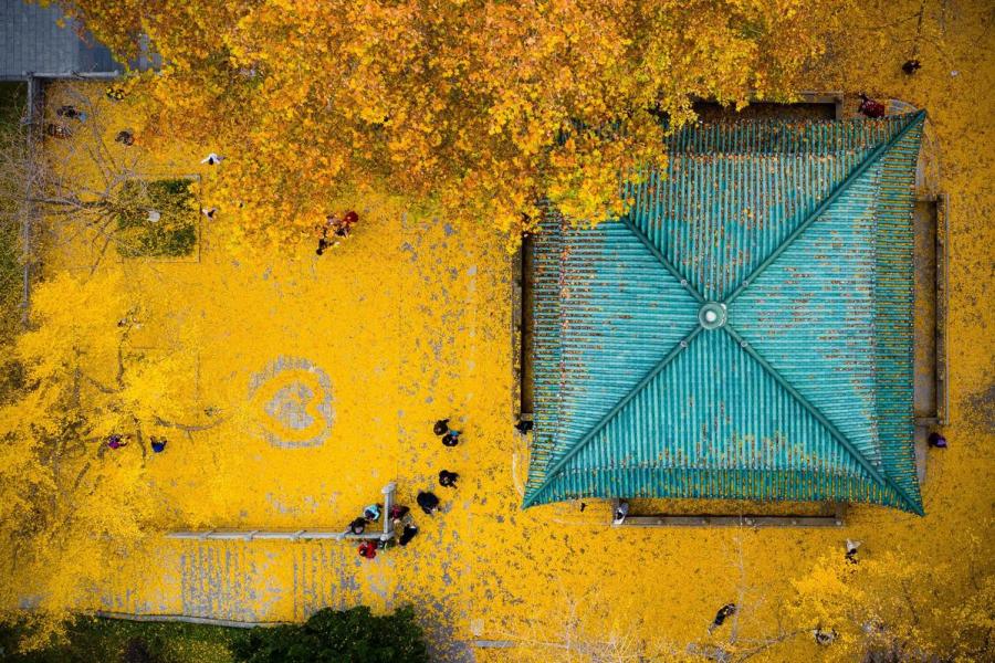 Golden ginkgo leaves cover the grounds at the Xuanwuhu scenic area in Nanjing city, Jiangsu Province, Dec. 1, 2018.(Photo/Asianewsphoto)