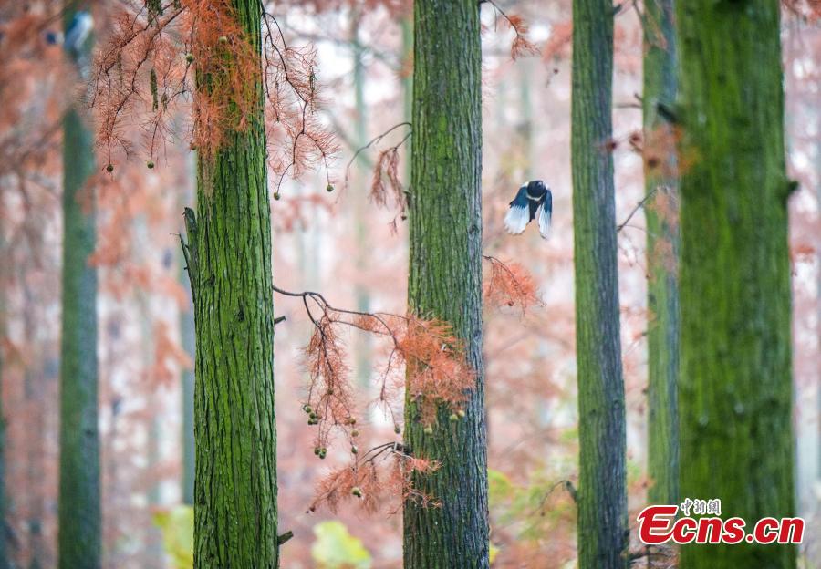 The photo taken on December 1, 2018 shows tens of thousands of Chinese sequoias, growing in one-meter-deep water at Zhangdu Lake Wetland in Wuhan City, central China\'s Hubei Province. (Photo/China News Service)