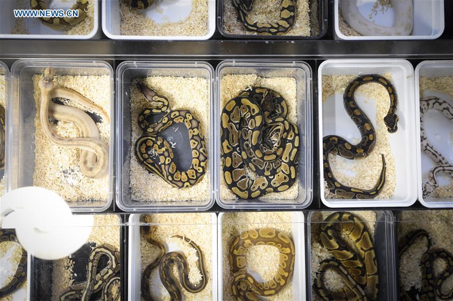 Snakes are seen at the Exotic Zoo in Warsaw, Poland on Dec. 2, 2018. The Exotic Zoo is a one-day event where people can see, touch and buy exotic reptiles, insects, amphibians and arthropods. The exhibition attracted hundreds of visitors on Sunday. (Xinhua/Jaap Arriens)