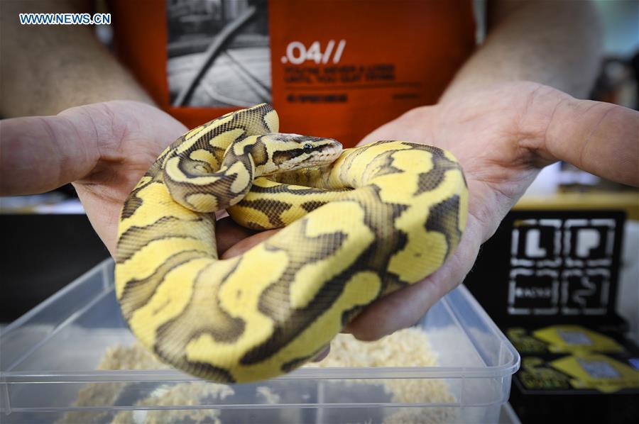 A snake is seen at the Exotic Zoo in Warsaw, Poland on Dec. 2, 2018. The Exotic Zoo is a one-day event where people can see, touch and buy exotic reptiles, insects, amphibians and arthropods. The exhibition attracted hundreds of visitors on Sunday. (Xinhua/Jaap Arriens)