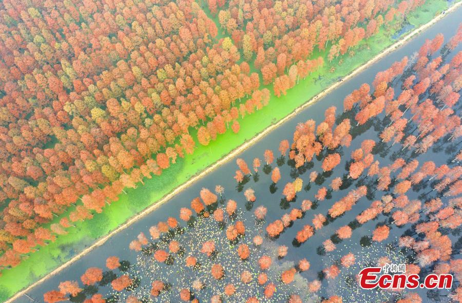 The photo taken on December 1, 2018 shows tens of thousands of Chinese sequoias, growing in one-meter-deep water at Zhangdu Lake Wetland in Wuhan City, central China\'s Hubei Province. (Photo/China News Service)