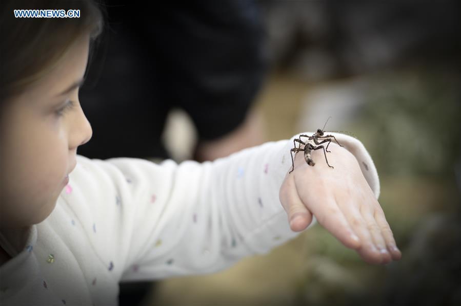 A child holds an insect on his hand at the Exotic Zoo in Warsaw, Poland on Dec. 2, 2018. The Exotic Zoo is a one-day event where people can see, touch and buy exotic reptiles, insects, amphibians and arthropods. The exhibition attracted hundreds of visitors on Sunday. (Xinhua/Jaap Arriens)