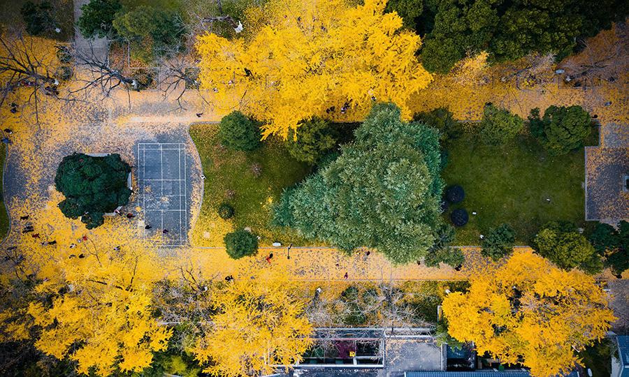 Golden ginkgo leaves cover the grounds at the Xuanwuhu scenic area in Nanjing city, Jiangsu Province, Dec. 1, 2018.(Photo/Asianewsphoto)