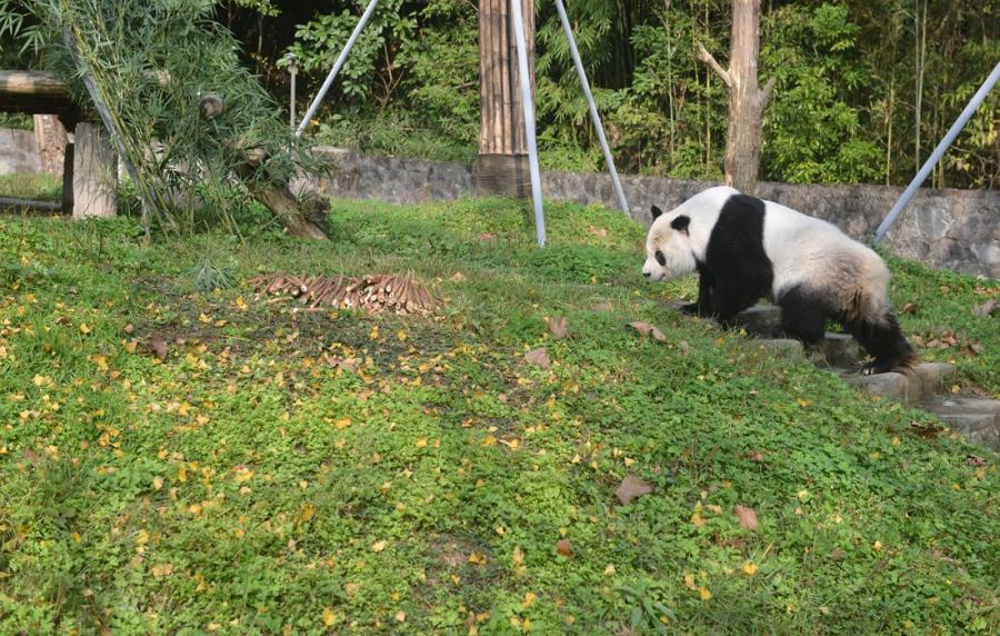 Gaogao takes a walk around his enclosure. (Photo/Courtesy of China Conservation and Research Center of Giant Pandas)

A senior giant panda named Gaogao just finished his 15 years of sojourn at the San Diego Zoo in the United States, and met the public on December 3. The 28-year-old panda, which is equivalent to about 98 human years, is now living in the China Conservation and Research Center of Giant Pandas in Southwest China/s Sichuan Province.