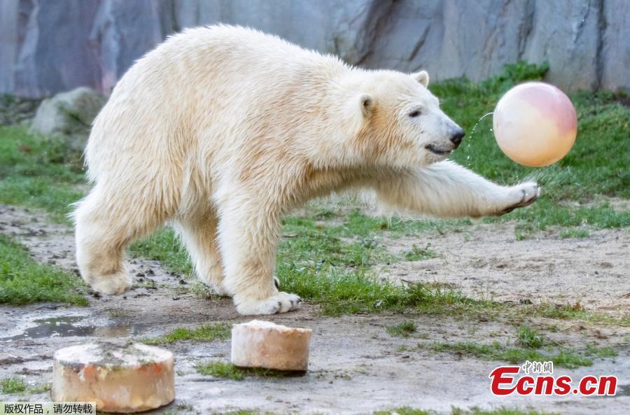 Nanook, a one-year-old polar bear plays with its birthday presents at a zoo in Gelsenkirchen, Germany on December 4, 2018. The female polar bear was born on December 4, 2017. (Photo/Agencies)
